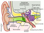 /events/ss19/event.20190411/Anatomy_of_the_Human_Ear_150.jpg